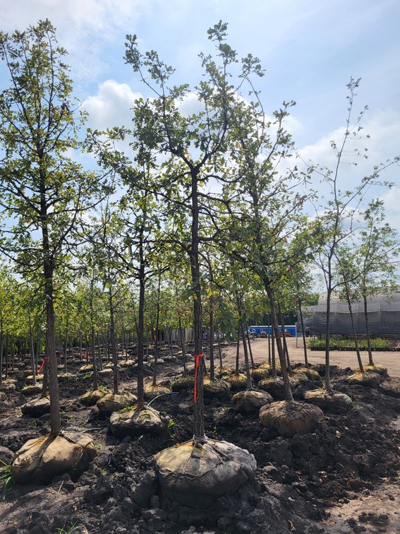 3" Bur Oak