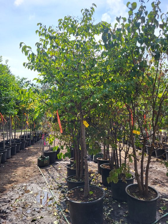 Japanese Tree Lilac #25