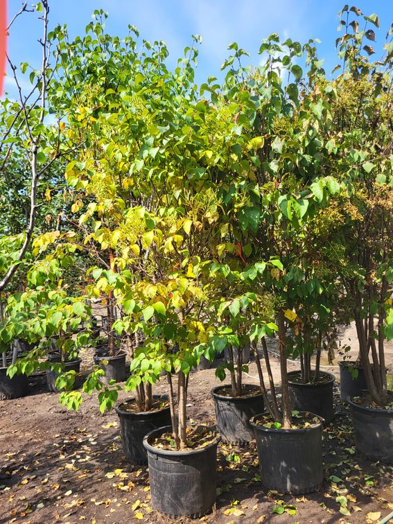 Japanese Tree Lilac Clump #20