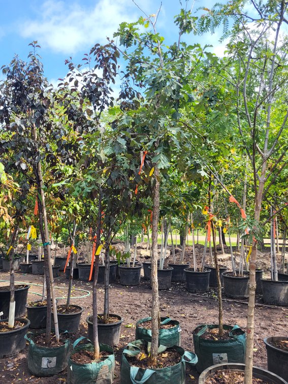 Bur Oak #20