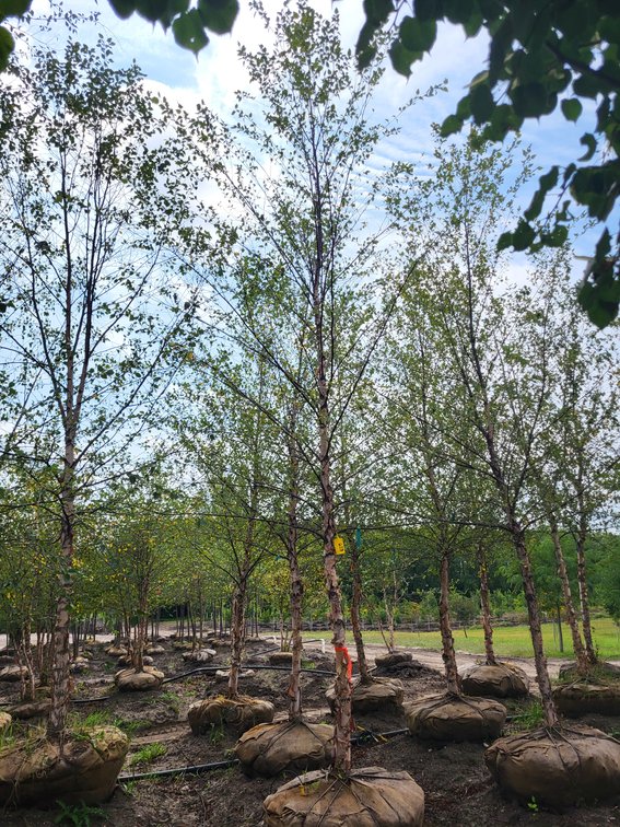 3" River Birch
