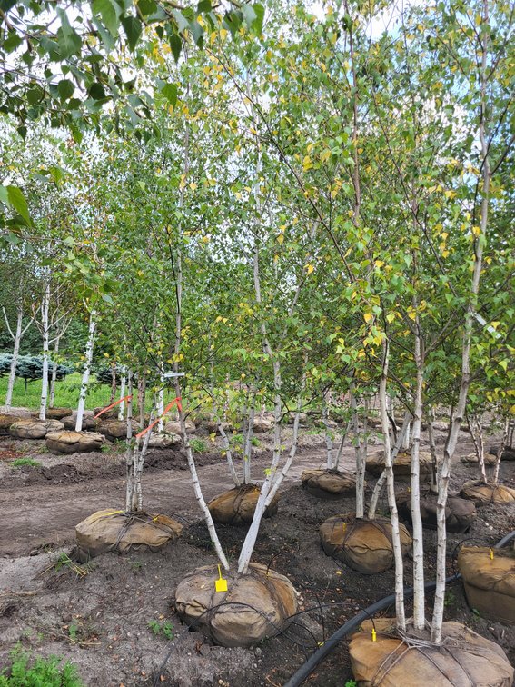 12' Whitespire Birch