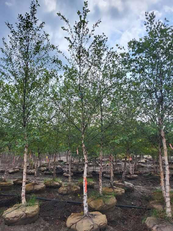 2.5" River Birch