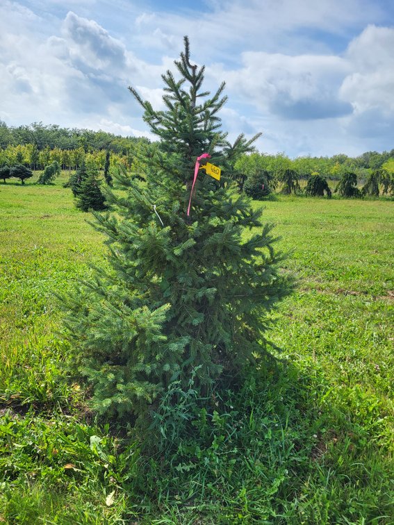 6' Black Hills Spruce