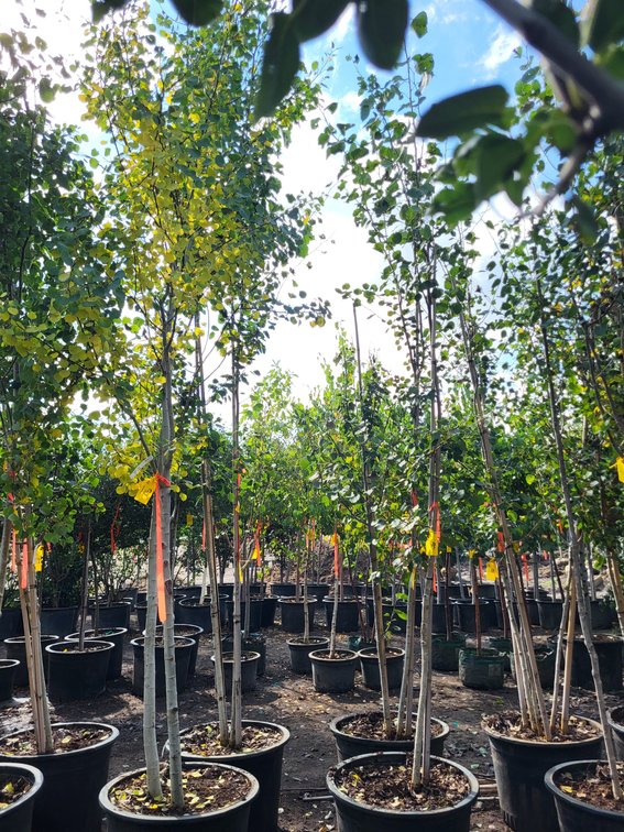 Quaking Aspen Clump #25