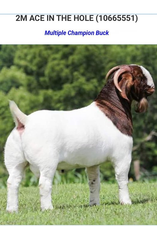 Image for 2024 Southern Blitz Sale