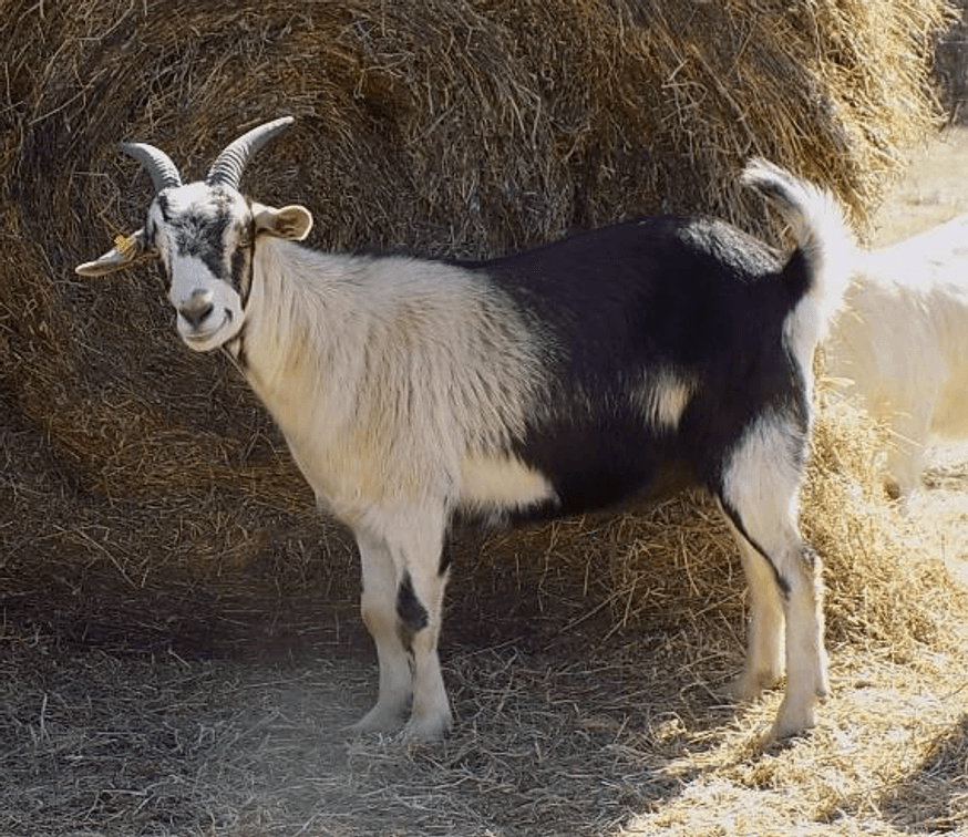 Image for 2024 Green Country Kiko Invitational Sale
