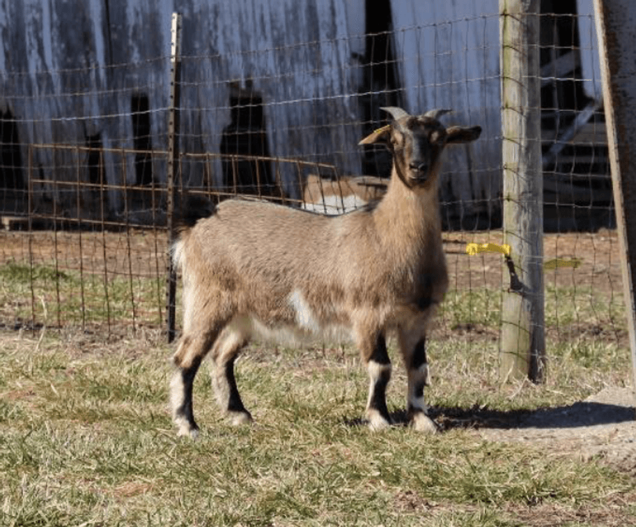 Image for 2024 Green Country Kiko Invitational Sale