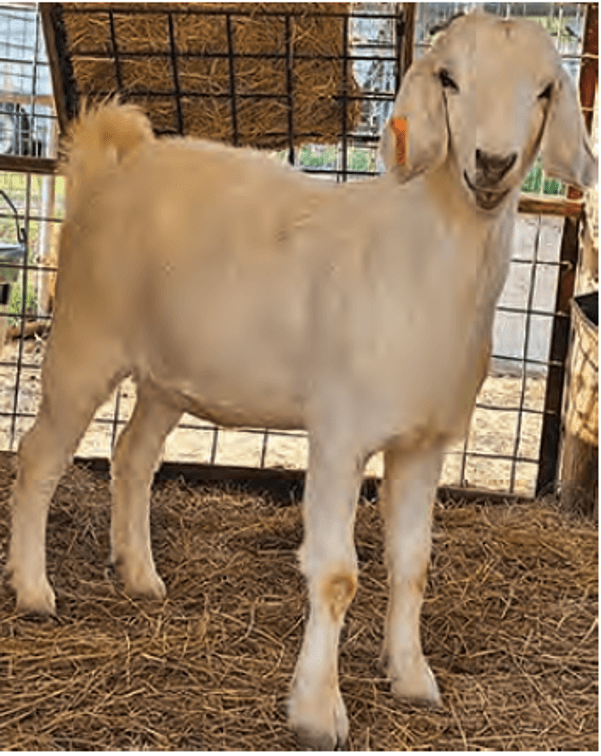 Image for 2024 | Midwest Buck & Doe Sale