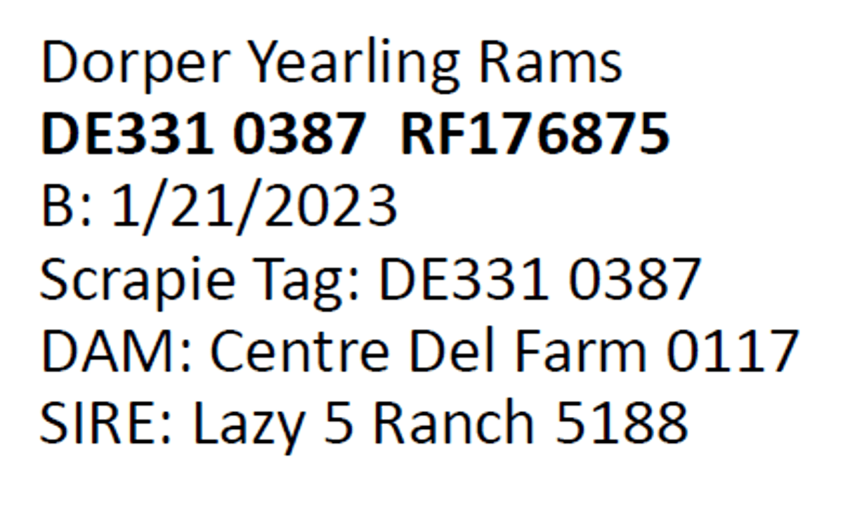 Image for 2024 | Southern State Dorper Sale
