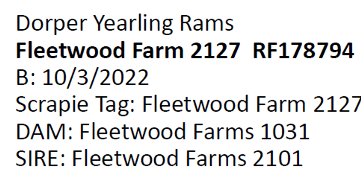 Image for 2024 | Southern State Dorper Sale