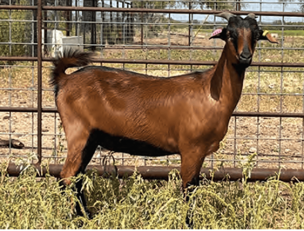 Image for 2024 | ASGA- Premiere Sale
