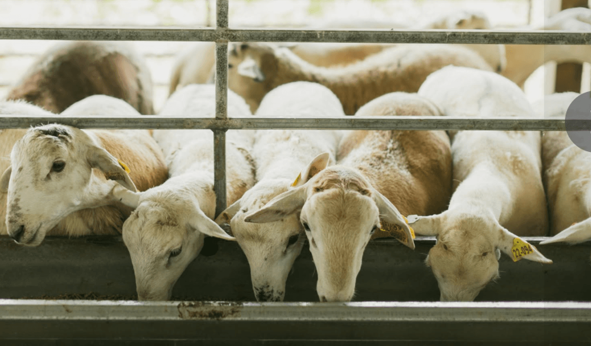 Image for 2026 | VT Southwest AREC- 14th Annual Ram Sale