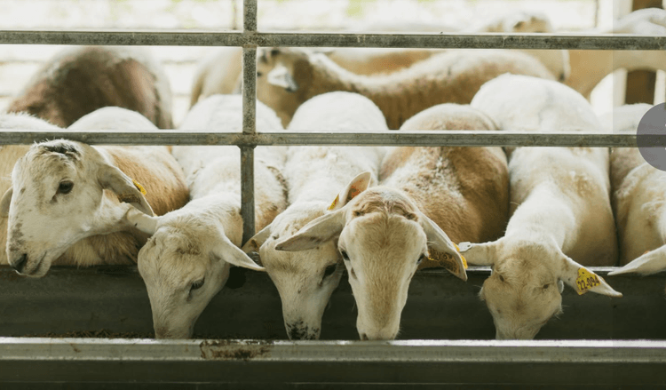 Image for 2026 | VT Southwest AREC- 14th Annual Ram Sale