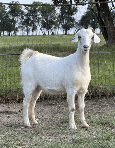 Image for 2026 | Heartland KIKO Production Sale