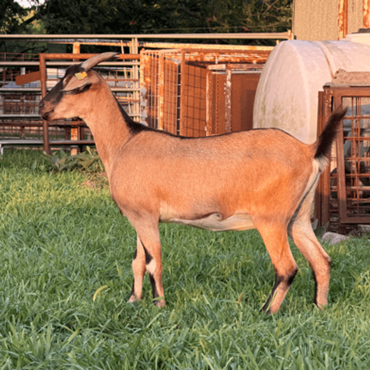 Image for 2026 | Heartland KIKO Production Sale