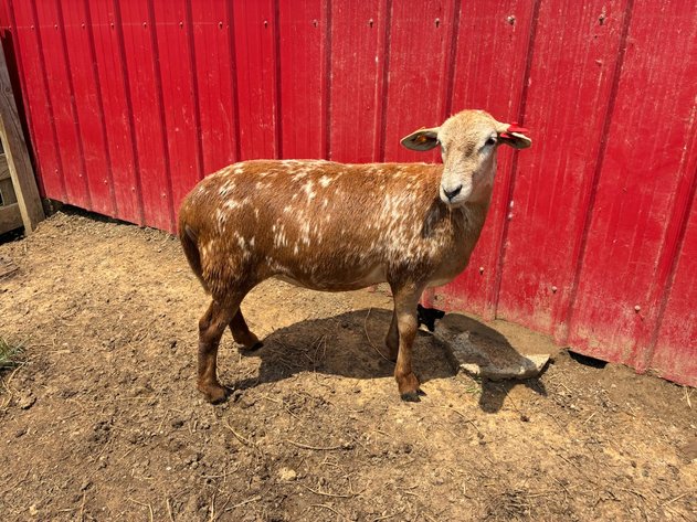 Image for 2026 | Coalfield Hair Sheep Sale