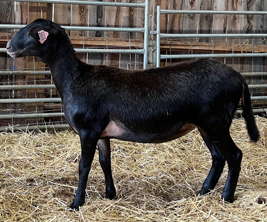 Image for 2026 | Coalfield Hair Sheep Sale