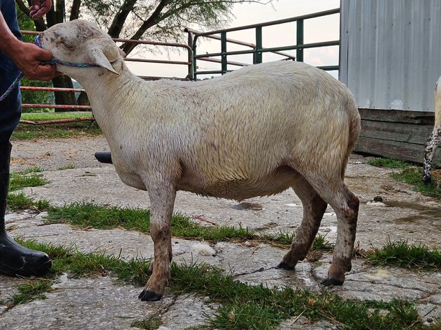 Image for 2026 | Coalfield Hair Sheep Sale