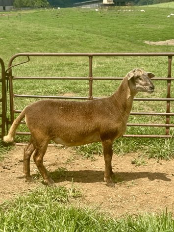Image for 2026 | Coalfield Hair Sheep Sale