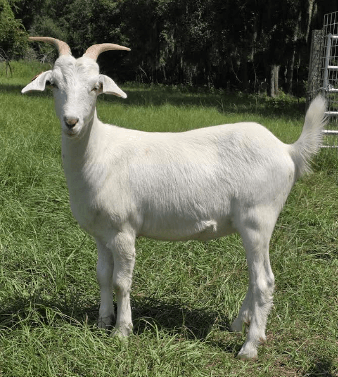 DOE-NZ