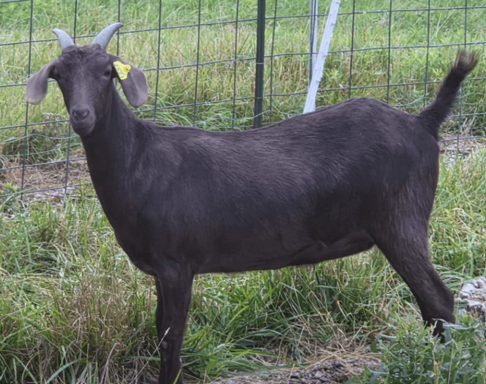 DOE-NZ
