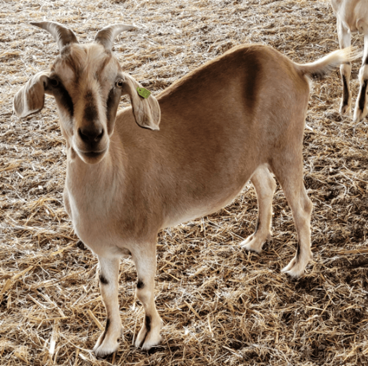 DOE-NZ