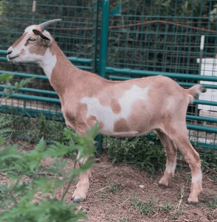 DOE-NZ
