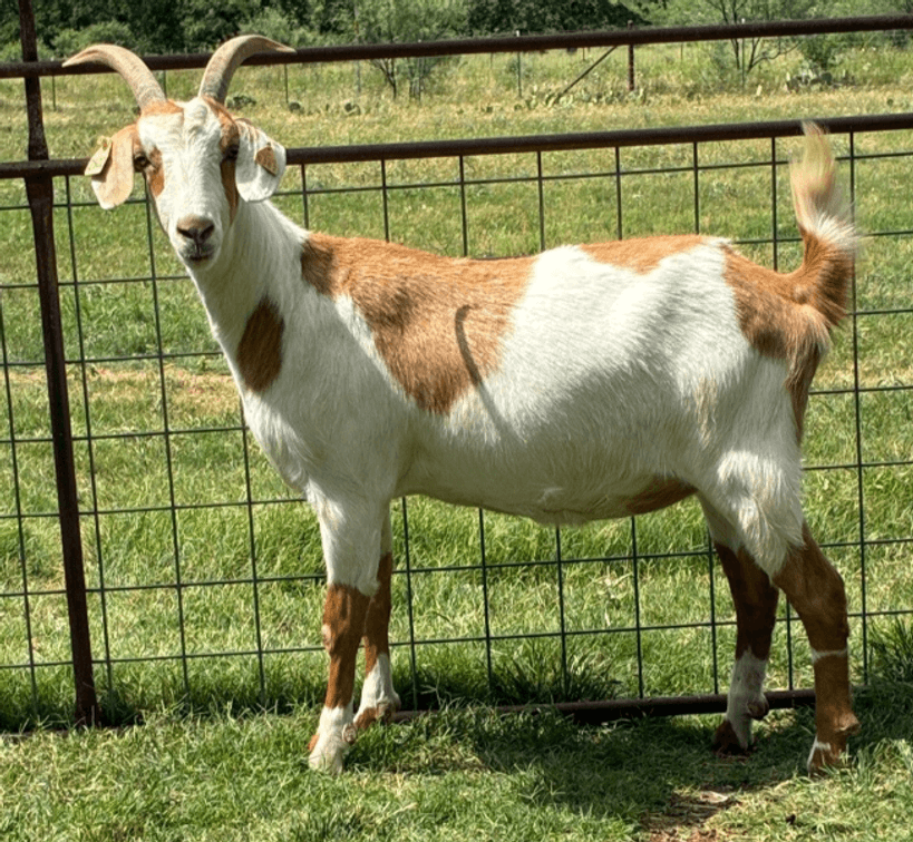 DOE-NZ