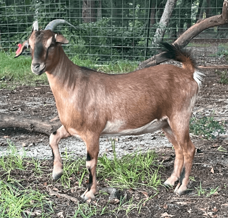 DOE-NZ