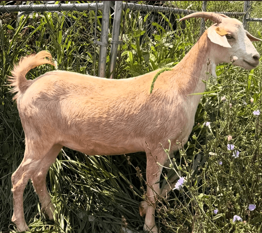 DOE-NZ