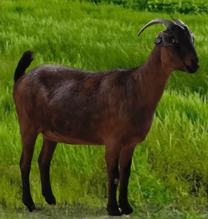 DOE-NZ