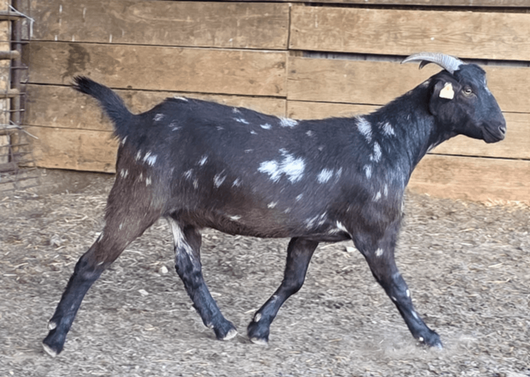 DOE-NZ