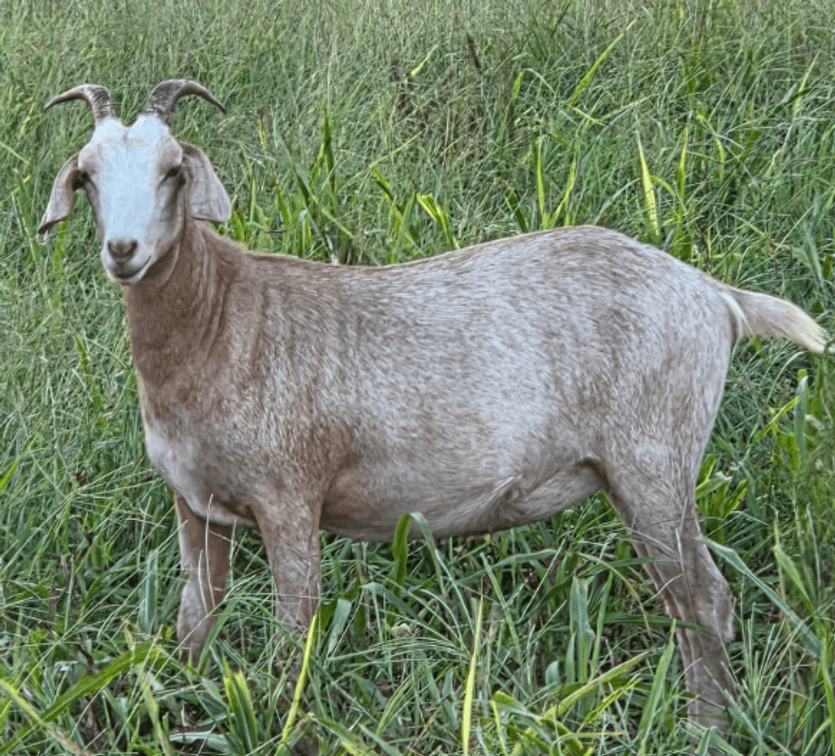 DOE-NZ