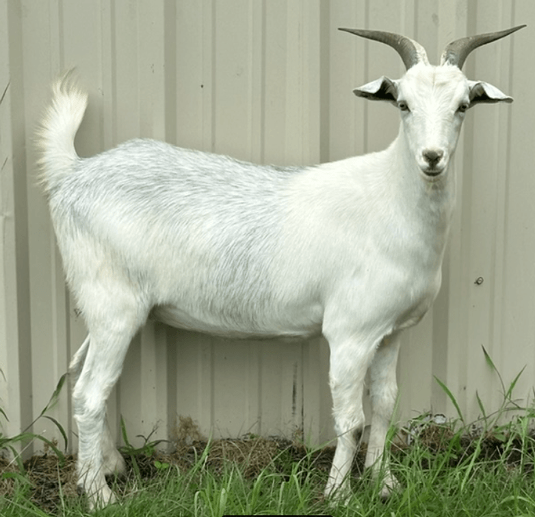 DOE-NZ
