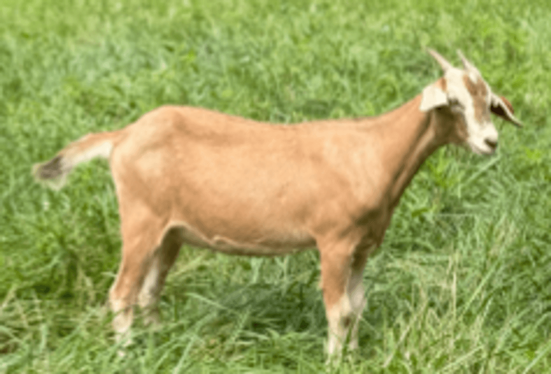 DOE-NZ