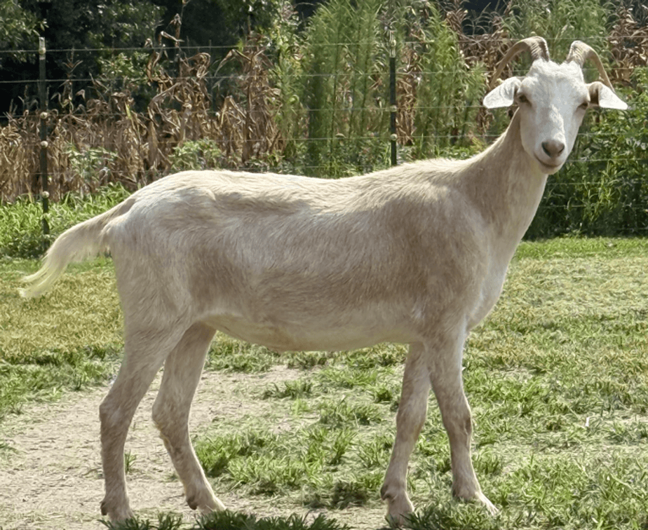DOE-NZ