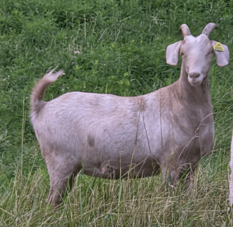 DOE-NZ