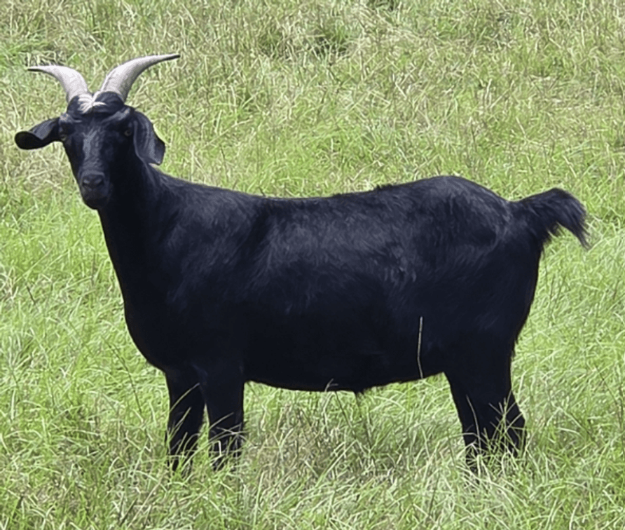DOE-NZ