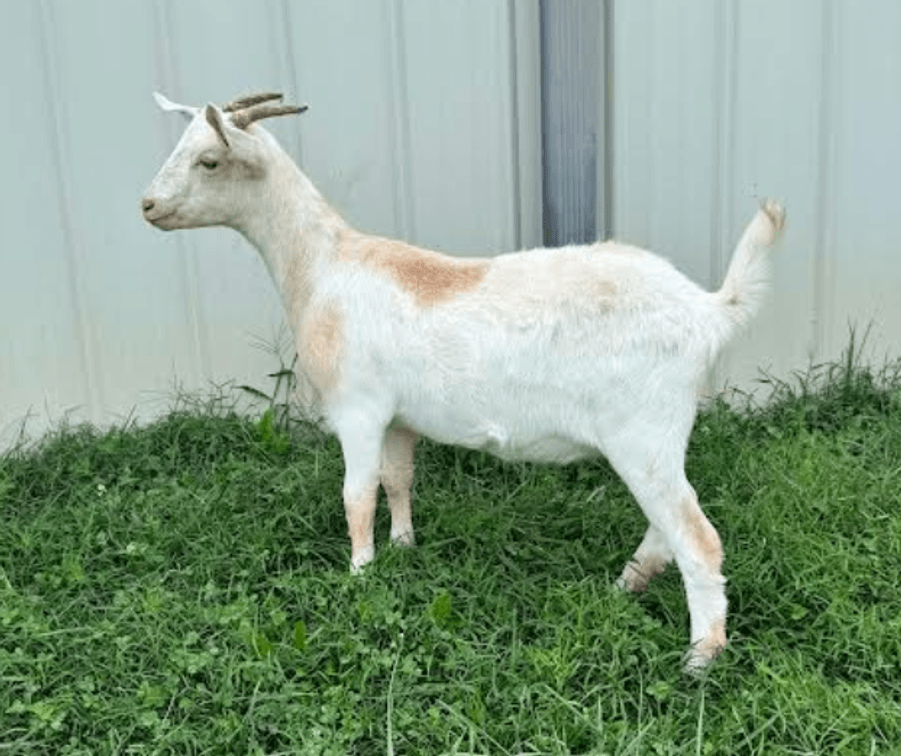 DOE-NZ