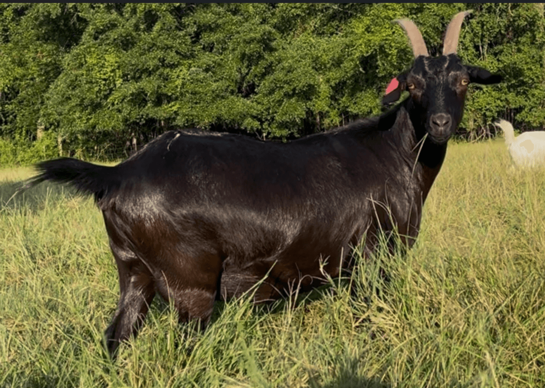 DOE-NZ