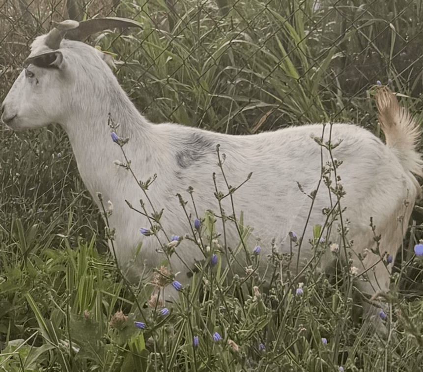 DOE-NZ