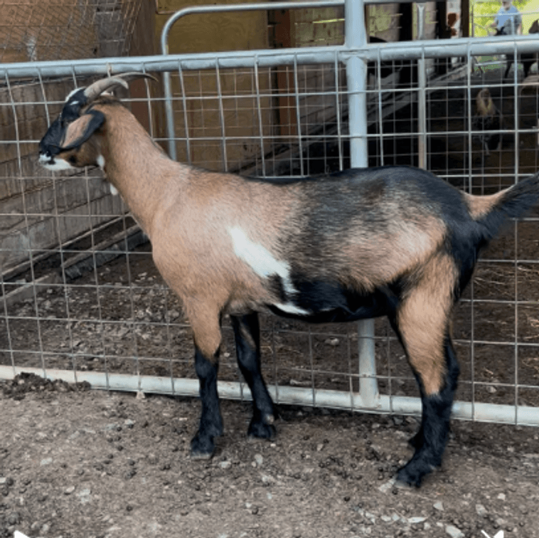 DOE-NZ
