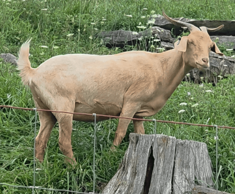 DOE-PB