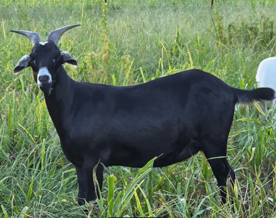 DOE-NZ