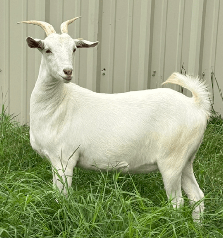 DOE-NZ