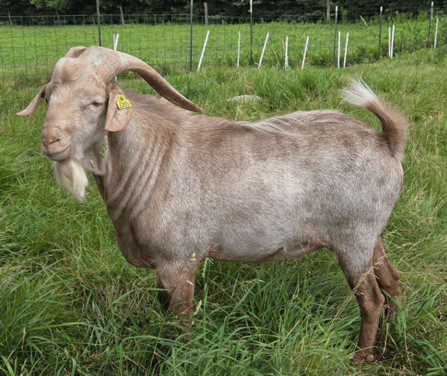 BUCK-NZ