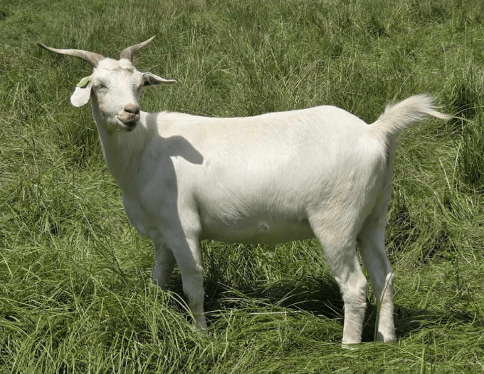 DOE-NZ