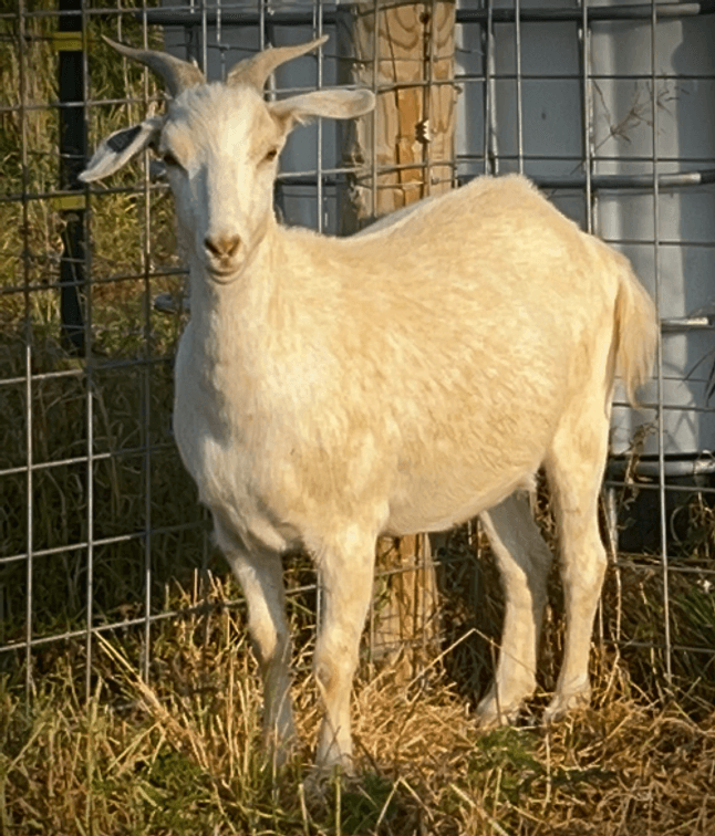 DOE-NZ