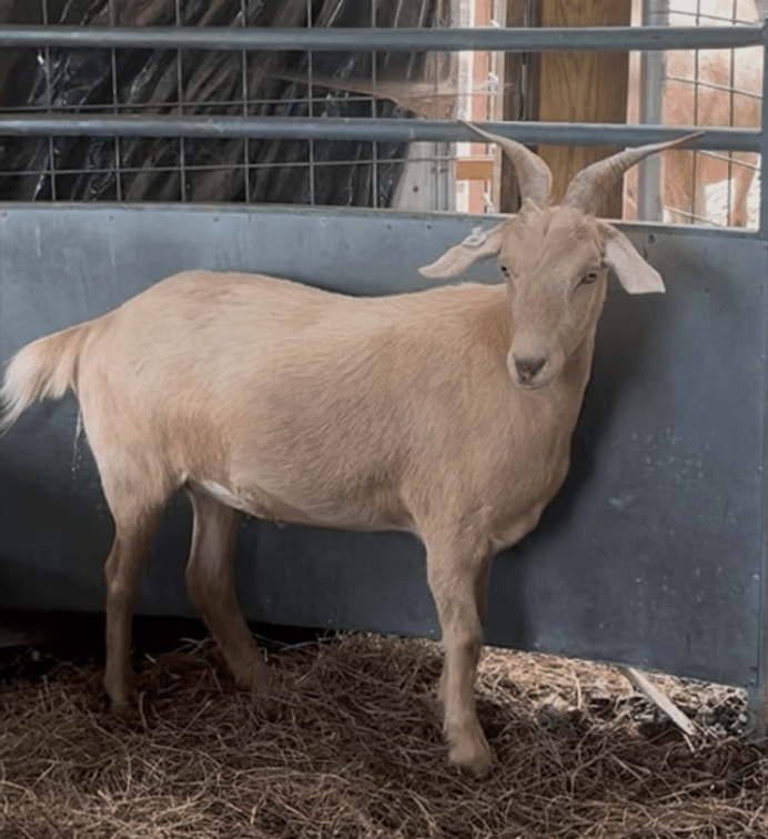 DOE-NZ